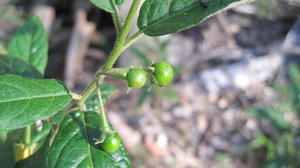 Solanum stelligerum green fruit