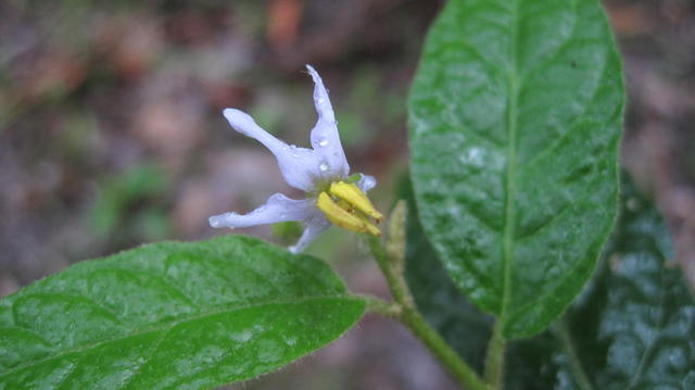 Solanum stelligerum flower