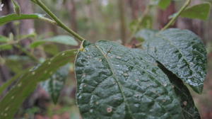 Solanum stelligerum prickle on leaf