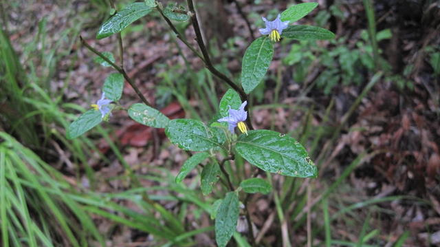 Solanum stelligerum flowers
