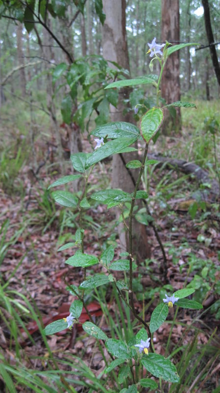 Solanum stelligerum plant shape