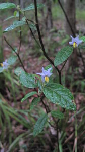 Solanum stelligerum flowers