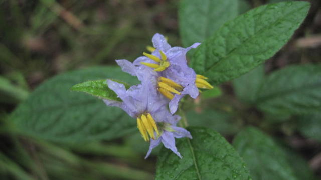 Solanum stelligerum flowers