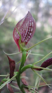 Cryptostylus erecta flower