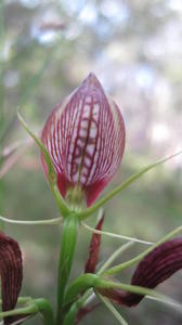 Cryptostylus erecta flower