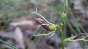 Cryptostylus erecta bud