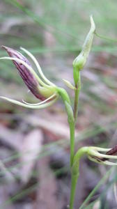 Cryptostylus erecta bud