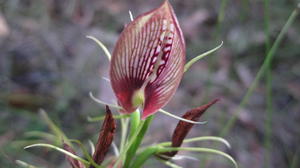 Cryptostylus erecta flower