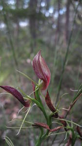 Cryptostylus erecta flower and buds