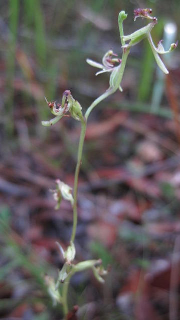 Arthrochilus prolixus flower stem