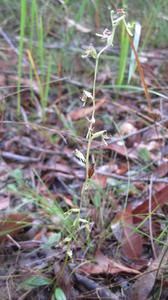 Arthrochilus prolixus flower stem