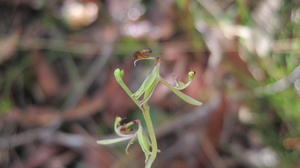 Arthrochilus prolixus flower