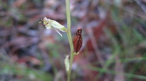 Arthrochilus prolixus fruit