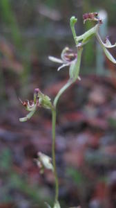 Arthrochilus prolixus flower stem