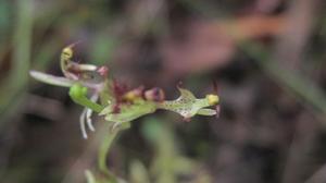 Arthrochilus prolixus overhead view