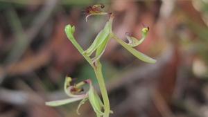 Arthrochilus prolixus flower