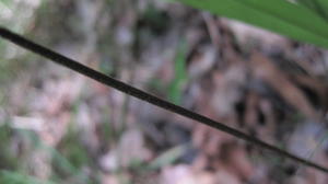 Pellaea paradoxa hairy stem