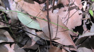 Pellaea paradoxa hairy stem