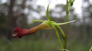 Cryptostylis subulata flower