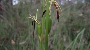 Cryptostylis subulata fruit