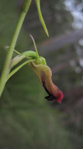 Cryptostylis subulata underside of flower