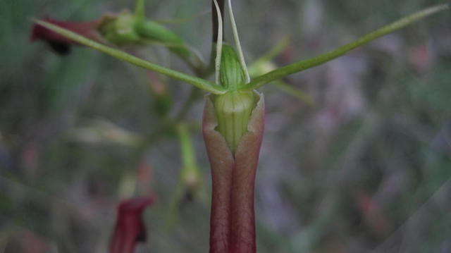 Cryptostylis subulata top of flower