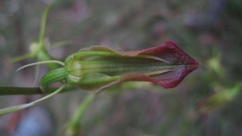 Cryptostylis subulata top of flower