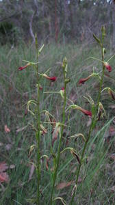 Cryptostylis subulata plant shape