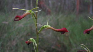 Cryptostylis subulata flower stem