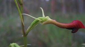 Cryptostylis subulata flower