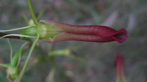 Cryptostylis subulata top of flower