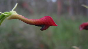 Cryptostylis subulata flower