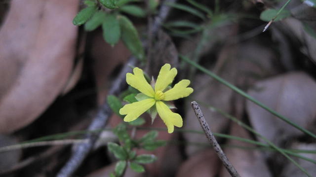 Hibbertia empetrifolia flower