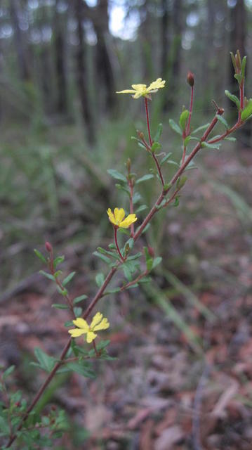 Hibbertia empetrifolia flowering branch