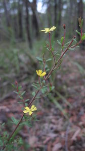 Hibbertia empetrifolia flowering branch