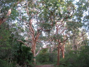 Angophora costata - Smooth-barked Apple