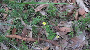 Hibbertia empetrifolia plant shape