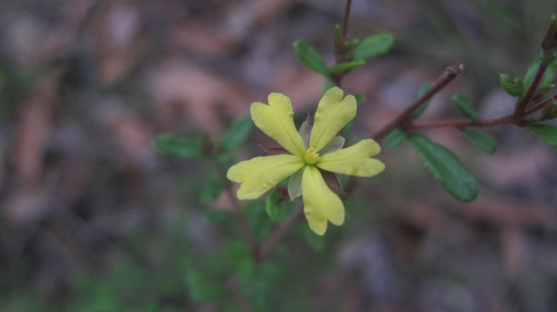 Hibbertia empetrifolia flower