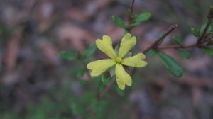 Hibbertia empetrifolia flower