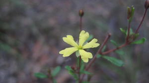 Hibbertia empetrifolia flower