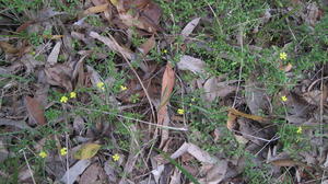 Hibbertia empetrifolia plant shape