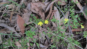 Hibbertia empetrifolia plant shape