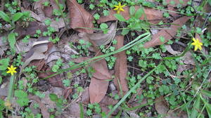 Hypoxis hygrometrica plant habitat