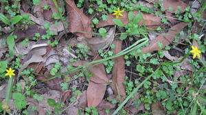 Hypoxis hygrometrica plant habitat