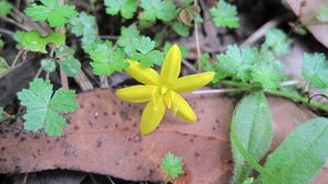 Hypoxis hygrometrica flower