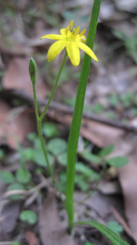 Hypoxis hygrometrica bud and flower