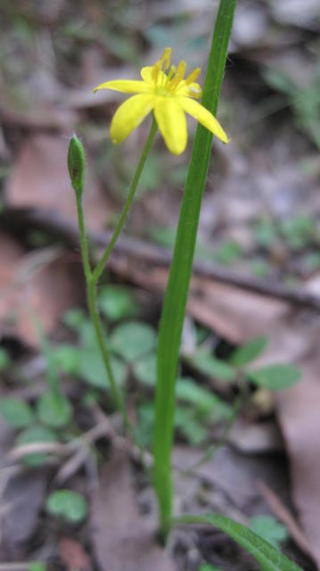 Hypoxis hygrometrica bud and flower