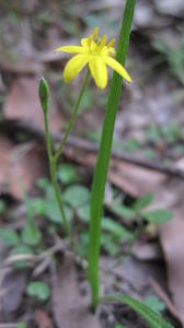 Hypoxis hygrometrica bud and flower