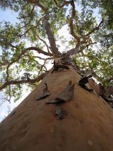 Angophora costata new bark