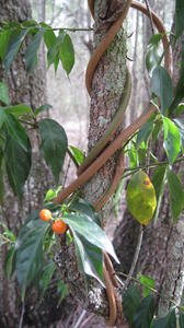 Morinda jasminoides climbing